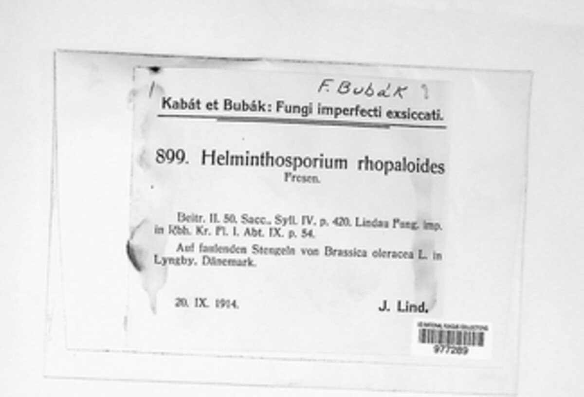 Helminthosporium rhopaloides image